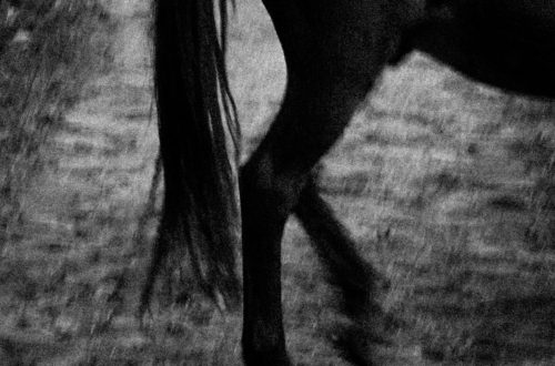 El cuchillo clavado al morral